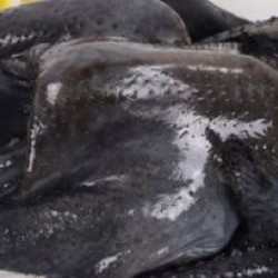 Marios Poultry and Game Birds