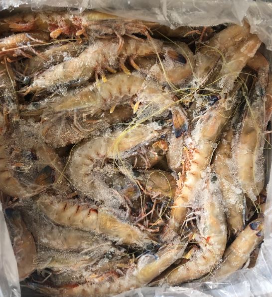 Blue King Green Prawn U 15 5kg