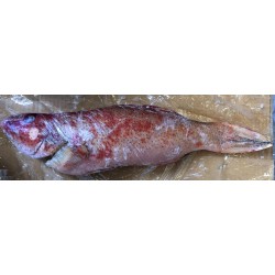 Red Coral Trout Fish Clear per kg