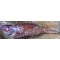 Red Coral Trout Fish Clear per kg