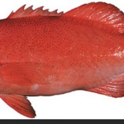 Red Coral Trout Fish Clear per kg