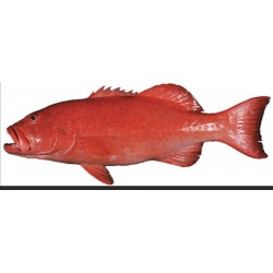 Red Coral Trout Fish Clear per kg