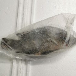Tilapia (罗非鱼）600g-800g Per Each