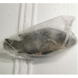 Tilapia (罗非鱼）600g-800g Per Each